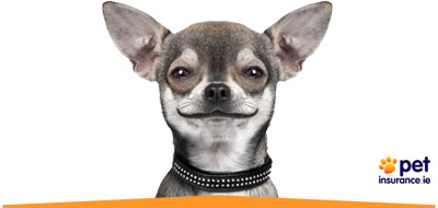 Pet Insurance • Pet Insurance Ireland • Pet Insurance Quotes • Dog Insurance