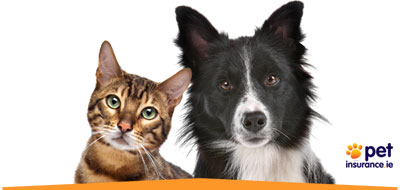 Pet Insurance Ireland | Cat & Dog Insurance